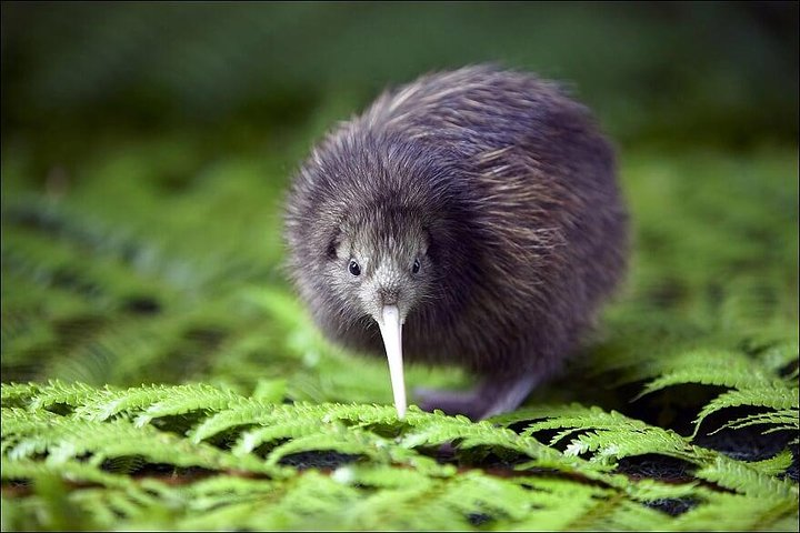 Kiwi - Willowbank Wildlife Reserve